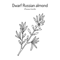 Dwarf Russian almond (Prunus tenella), medicinal plant
