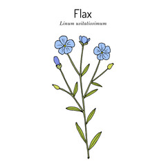 Common flax or linseed (Linum usitatissimum), edible and medicinal plant