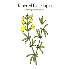 Obraz premium Tapered false lupin (Thermopsis lanceolata), medicinal plant