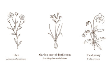 Collection of edible and medicinal plants