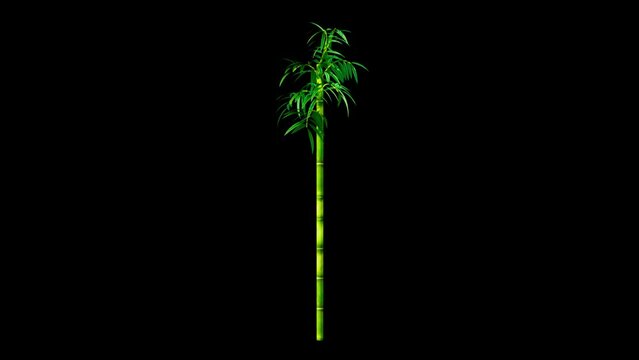 Bamboo Plant Alpha Channel