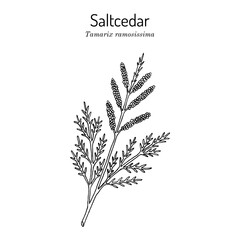 Saltcedar (Tamarix ramosissima), medicinal plant
