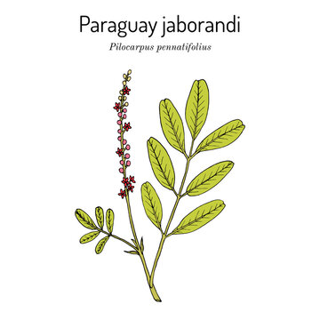 Paraguay Jaborandi (Pilocarpus pennatifolius), medicinal plant