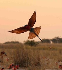 Soutern Carmine Bee-eater flying during sunset in the Caprivi of Namibia during August 