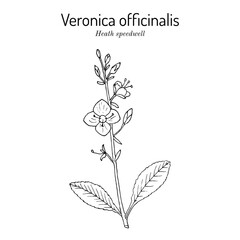 Heath speedwell (Veronica officinalis), medicinal plant