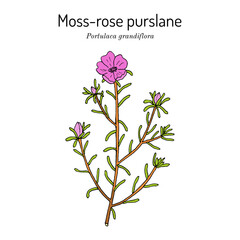 Moss-rose purslane (Portulaca grandiflora), ornamental and medicinal plant