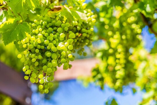 Closeup Fresh Green Grapes Vine Selected Focus 1