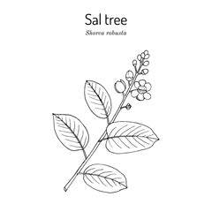 Sal tree (Shorea robusta), ornamental and medicinal plant