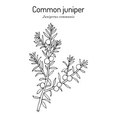 Common juniper (Juniperus communis), edible and medicinal plant