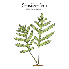 Sensitive, or bead fern (Onoclea sensibilis), edible and medicinal plant
