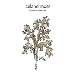 Iceland moss (Cetraria islandica), edible and medicinal plant