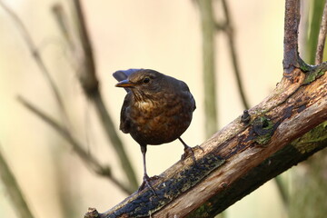 closeup of a blackbird