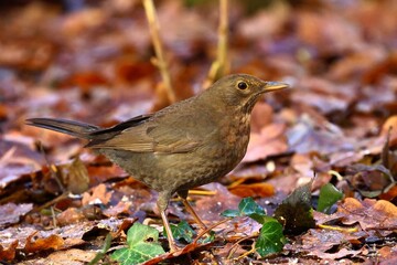 closeup of a blackbird