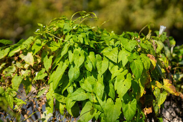 Magnolia grandifolia in the botanical garden. Magnolia grandiflora is a tree of the family Magnoliaceae.