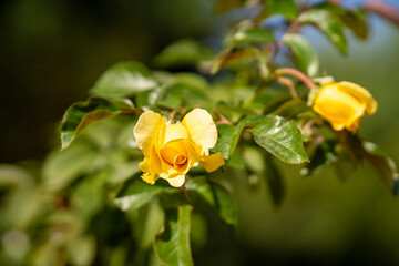 Rosa King's Ransom in the botanical garden. Rosa King's Ransom is a deep yellow hybrid tea rose cultivar.