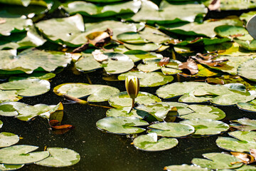 Water lily leaves in the botanical garden. Nelumbo is a genus of aquatic plants with large, showy...
