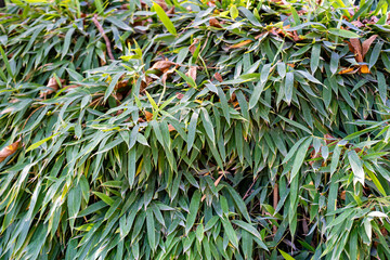 Bambusa leaves in the botanical garden. Bambusa is a large genus of clumping bamboos.