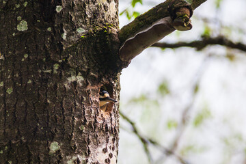 Woodpecker in a nest hole