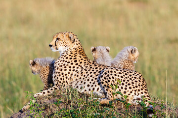 Cheetah lying and posing with her young cubs in the savanna in Africa