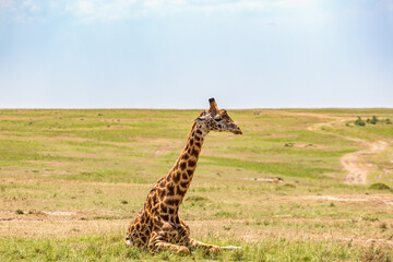 Giraffe lying and resting on the African savannah