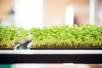 microgreens growing in a hydroponic system