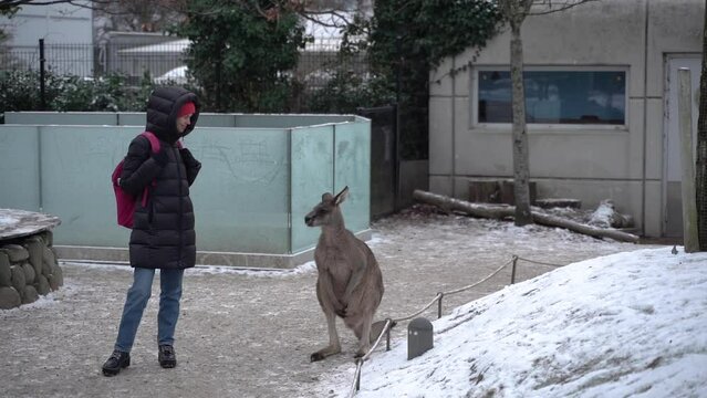 A tourist stands close to a kangaroo at the zoo.