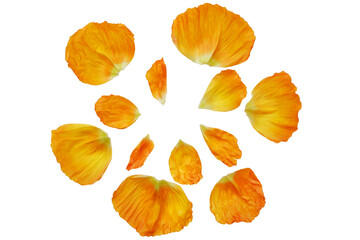 Set of yellow petals. Beautiful poppy flower petals collection png. Flower petals for design...