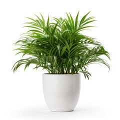 Small outdoor palm in a pot  on transparency background PNG
