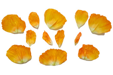 Set of yellow petals. Beautiful poppy flower petals collection png. Flower petals for design elements.