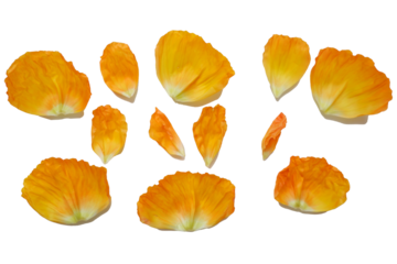 Set of yellow petals. Beautiful poppy flower petals collection png. Flower petals for design elements.