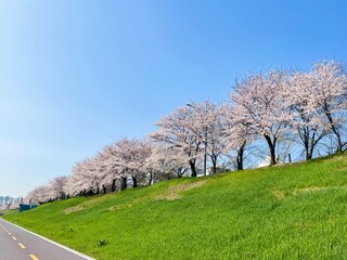 Fototapeta premium cherry blossom in spring