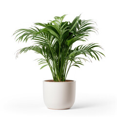 Small outdoor palm in a pot  on transparency background PNG