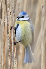 closeup of a blue tit