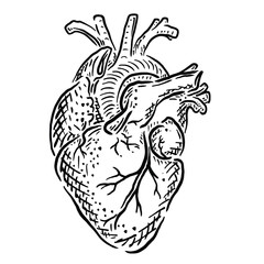 vector sketch of a human heart