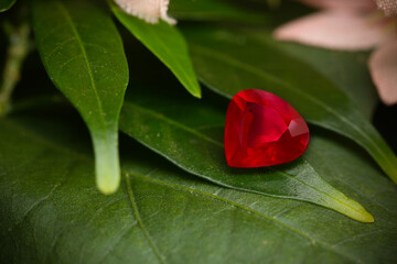 Romantic Pink Flower Blossom on Elegant Black Background with Love, Spring, and Nature Vibes -...