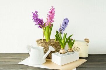 Spring multi-colored spring flowers hyacinths in a wicker flowerpot stand on the table, a bulbous plant in a box. Plant transplant concept, spring mood, front view