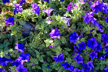 Petunia, purple Petunias in the pot. Lush blooming colorful common garden petunias in city park....