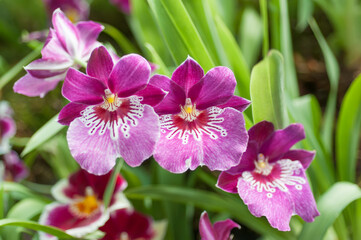Pink and white Miltonia orchid flowers, close-up view. Floral elegance, nature's beauty, and...