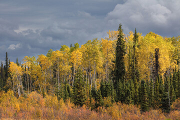 Boreal forest with spruce and birch trees in autumn colors against overcast sky
