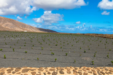 Young grape vine on black volcanic soil in the vineyards of La Geria aginast cloudless blue sky....