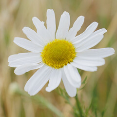 daisy flower