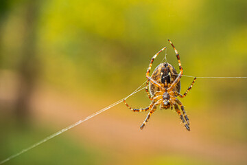 spider on the web