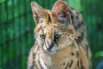 African Serval