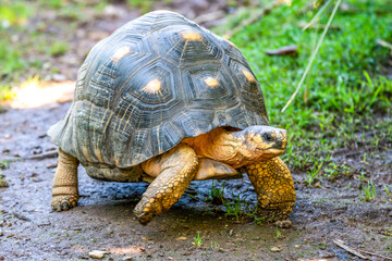 Radiated Tortoise