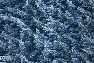 Frozen spruce branches - winter background