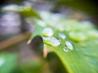 葉の上の雫