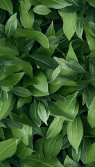 Obraz premium leaves nature background, closeup leaves texture, tropical leaves