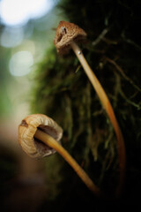 Mushrooms in the forest