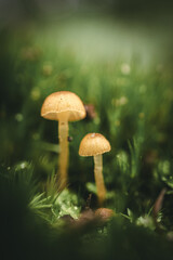 mushrooms in the forest