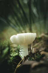 mushroom in the forest